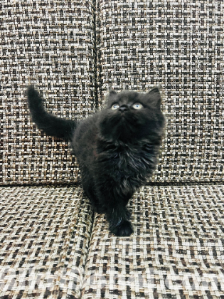 Pure Persian kitten